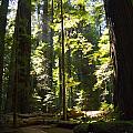 Sequoia Forest